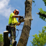 Tree Services