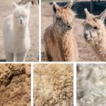 Alpaca Fleece