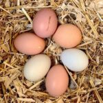 Eggs – Farm Fresh